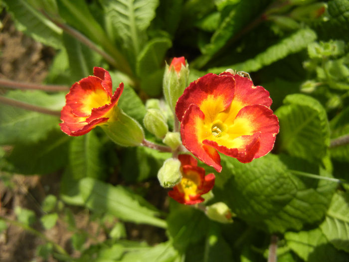 Primula polyanthus Red (2014, April 01)