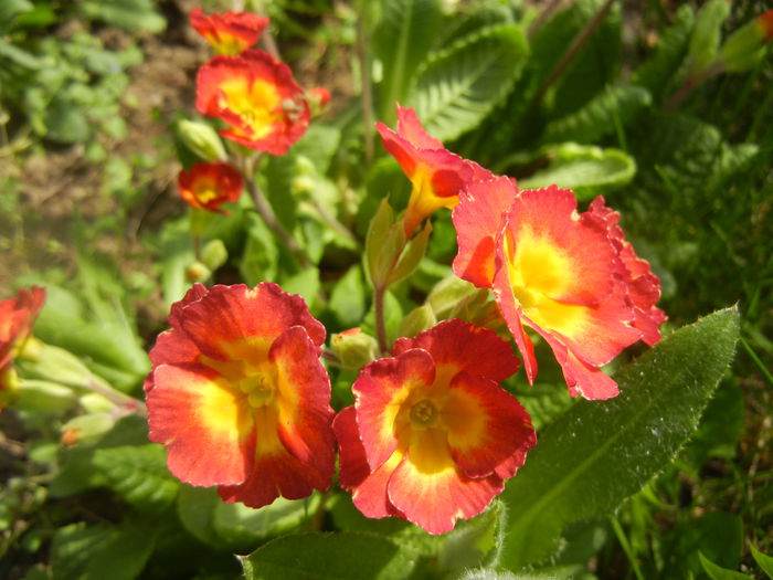 Primula polyanthus Red (2014, April 01) - Primula polyanthus Red