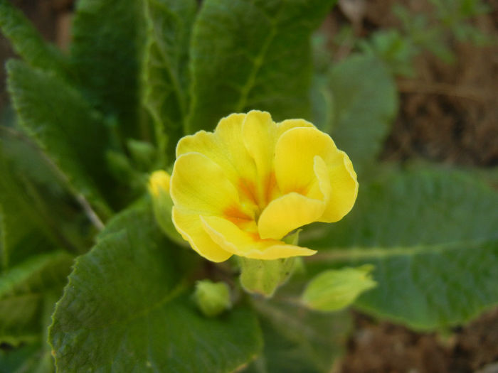 Primula polyanthus Yellow (2014, Mar.27)