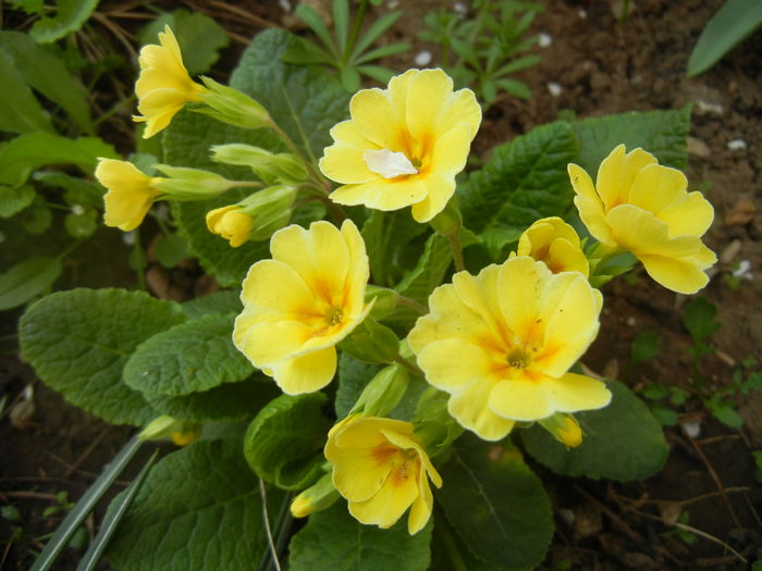 Primula polyanthus Yellow (2014, Apr.03) - Primula polyanthus Yellow