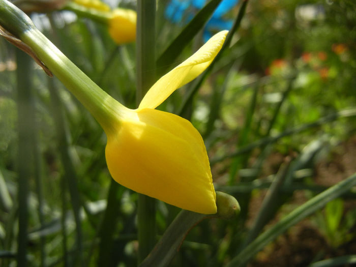 Narcissus Pipit (2014, April 01)