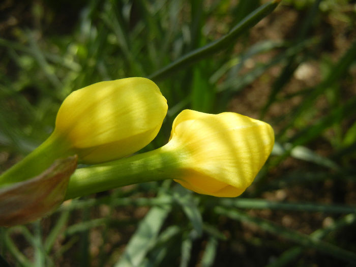 Narcissus Pipit (2014, April 01)