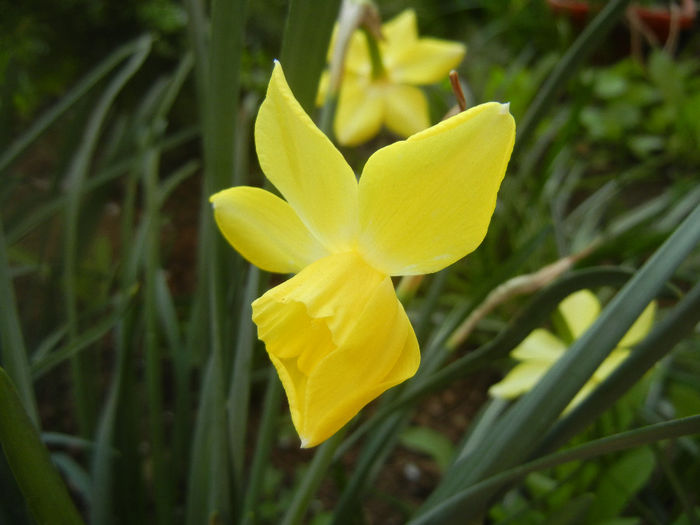 Narcissus Pipit (2014, April 03) - Narcissus Pipit