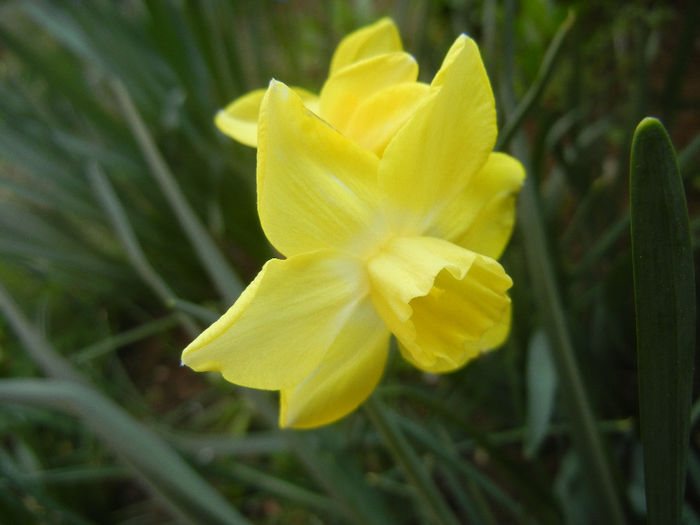 Narcissus Pipit (2014, April 03)