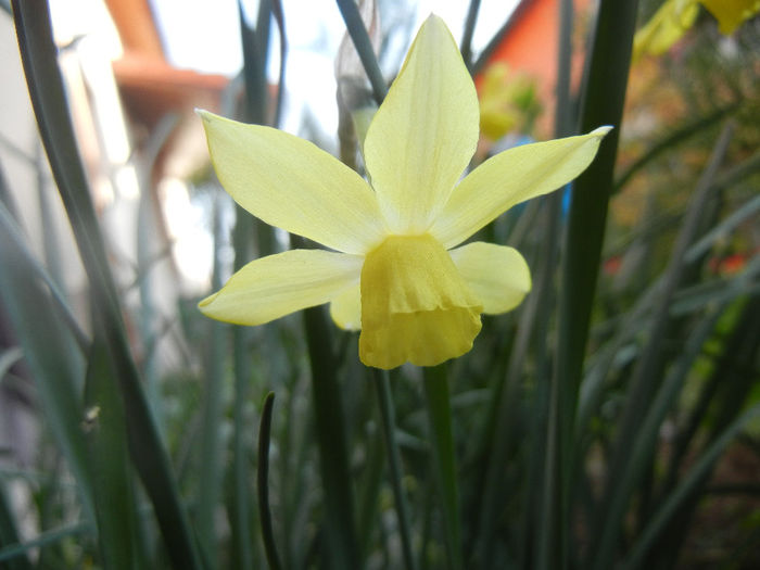 Narcissus Pipit (2014, April 03)
