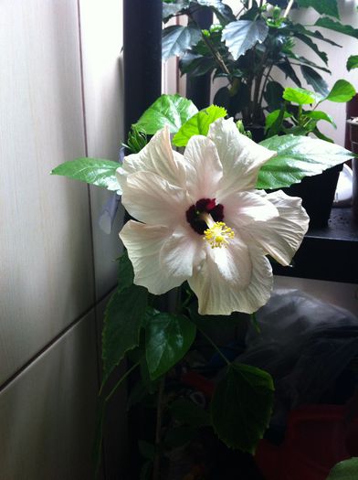 IMG_0187[1] - 2 Hibiscus