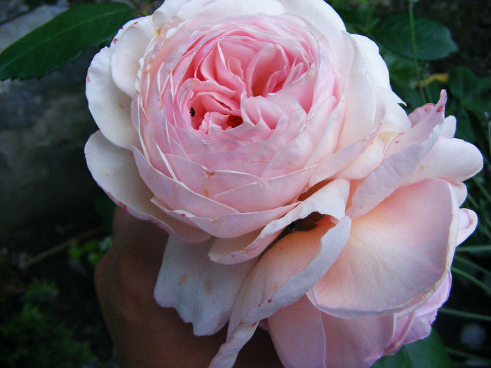 DSCF6239 - Trandafir A SHROPSHIRE LAD by DA