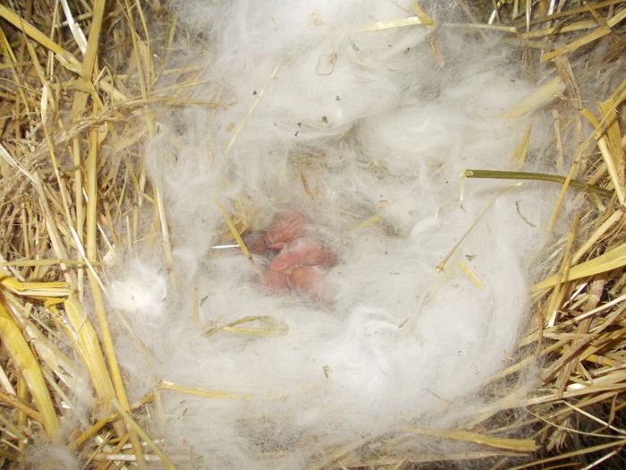 CUIB 5 NEO - CUIBURI 2014