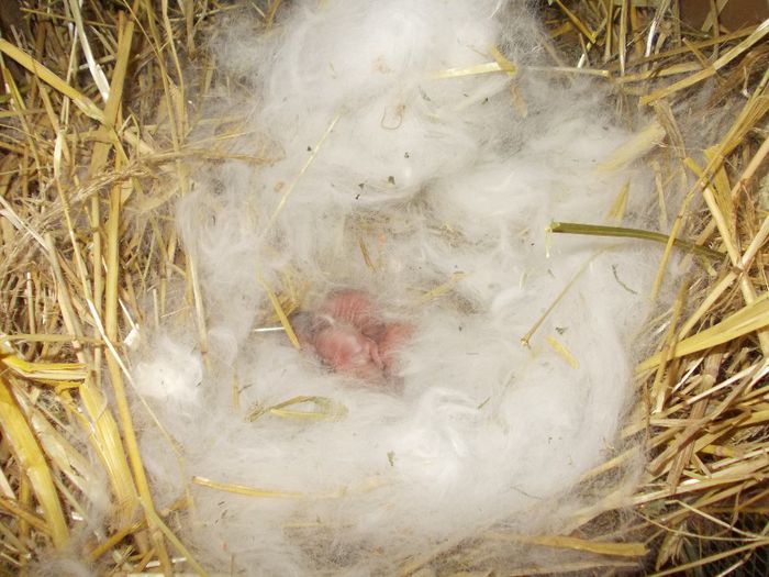 CUIB 5 NEO - CUIBURI 2014