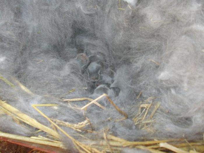 CUIB 6 UG ALBASTRU - CUIBURI 2014