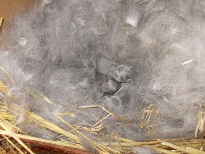 CUIB 6 UG ALBASTRU - CUIBURI 2014