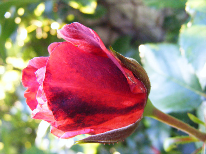 DSCF5985 - Trandafir BROWNIE de la Meilland Richardier