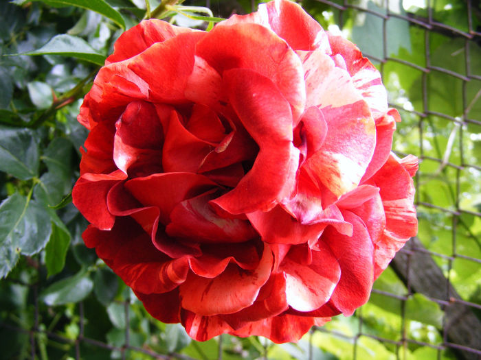 DSCF6168 - Trandafir BROWNIE de la Meilland Richardier