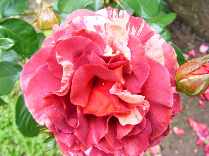 DSCF6169 - Trandafir BROWNIE de la Meilland Richardier