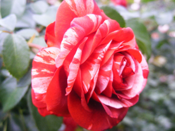 DSCF7213 - Trandafir BROWNIE de la Meilland Richardier