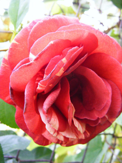 DSCF7242 - Trandafir BROWNIE de la Meilland Richardier