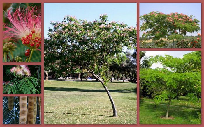 Albizia julibrissin - Ornamental trees