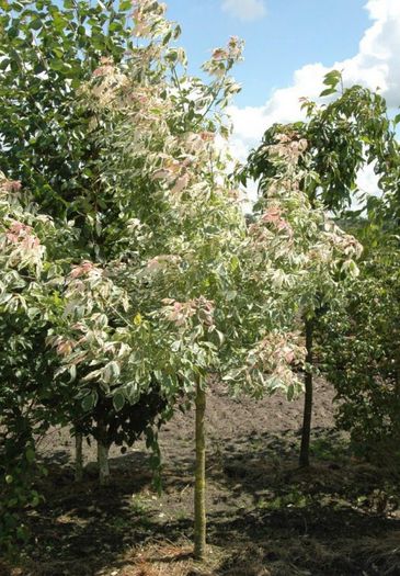 Acer Flamingo - tree - Ornamental trees