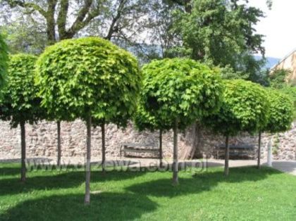 Acer platanoides globosum - Ornamental trees