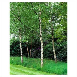 Betula pendula - Ornamental trees