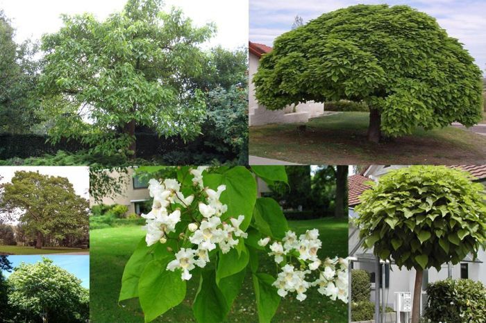 Catalpa bignonioides - Ornamental trees