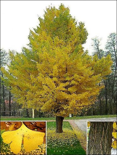 Ginkgo biloba - Ornamental trees