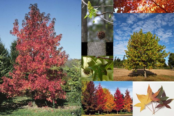 Liquidambar styraciflua - Ornamental trees