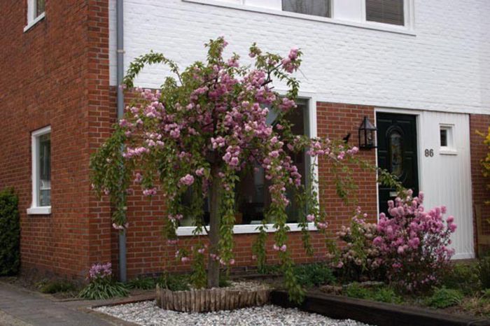 Prunus serrulata Kiku-shidare-sakura