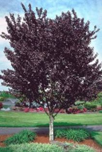 Prunus cerasifera nigra - Ornamental trees