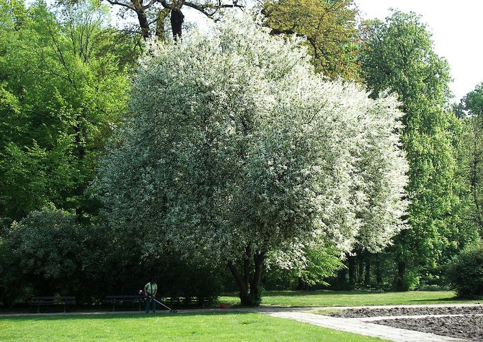 Prunus padus (malin) - Ornamental trees