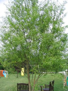 Salix matsudana contorta