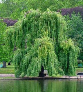 Salix babylonica - Ornamental trees