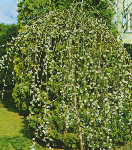 Salix caprea pendula - Ornamental trees