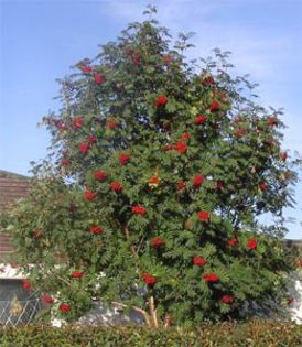 Sorbus aucuparia - Ornamental trees