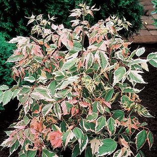 Acer palmatum Flamingo - shrub - Shrubs