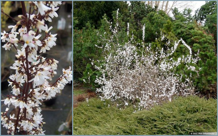 Abeliophyllum distichum (White forsythia) - Shrubs
