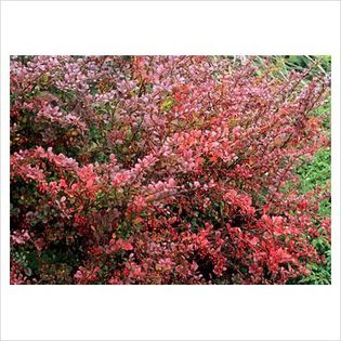 Berberis thunbergii Atropurpurea Nana