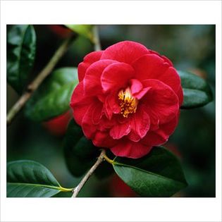 Camellia japonica - Shrubs