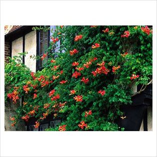 Campsis radicans - Shrubs