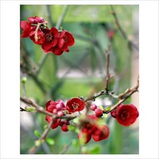 Chaenomeles japonica