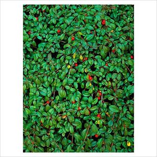 Cotoneaster dammeri