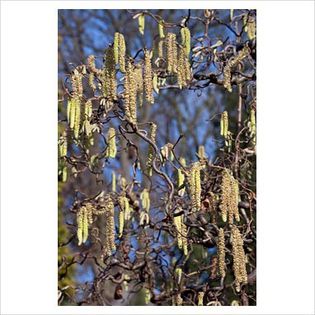 Corylus avellana Contorta