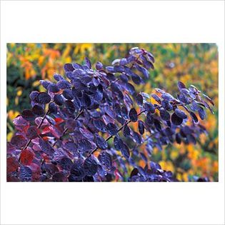 Cotinus coggygria Royal Purple - Shrubs