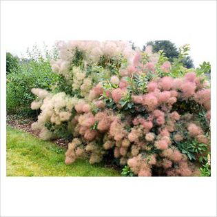 Cotinus coggygria - Shrubs