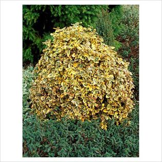 Euonymus fortunei Emerald and Gold - Shrubs