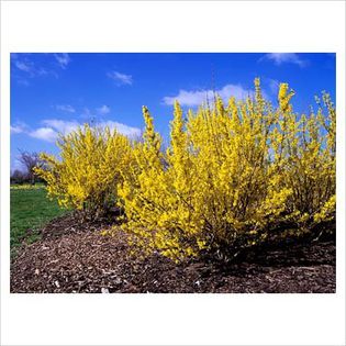 Forsythia x intermedia Spring Glory - Shrubs