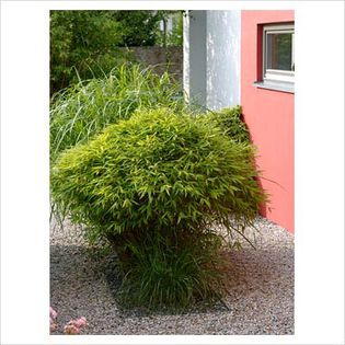 Fargesia rufa - Shrubs