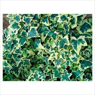 Hedera helix Goldchild - Shrubs