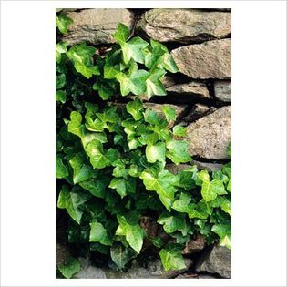 Hedera hibernica - Shrubs