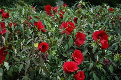 Hibiscus Fireball - Shrubs